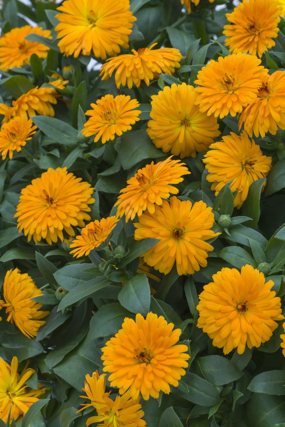 Nagietek Pomarańczowy Calendula
