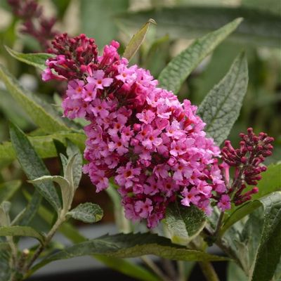 Buddleja David &#39;Buzz Candy Pink&#39; Buddleja davidii