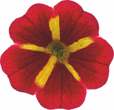 Mini Surfinia Calibrachoa Cabaret® Czerwone pocałunki