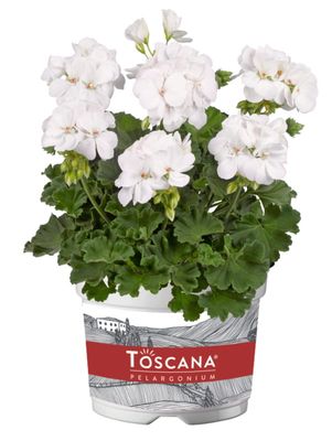Pelargonia stojąca hybrydowa &#39;Galaxy™ White&#39; Pelargonium