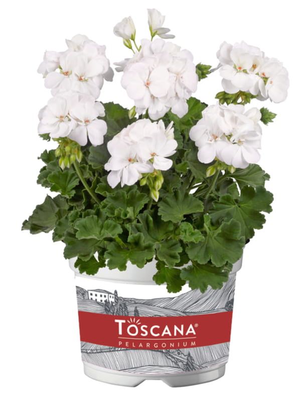 Pelargonia stojąca hybrydowa &#39;Galaxy™ White&#39; Pelargonium
