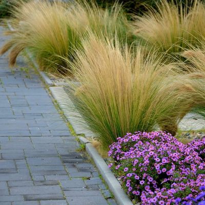 Ostnica &#39;Ponytails&#39; Stipa