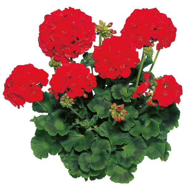 Pelargonia stojąca głęboka czerwień Pelargonium zonale