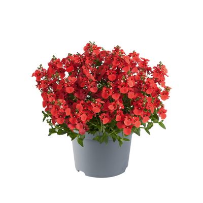 Diascja zwisająca pomarańczowa Diascia