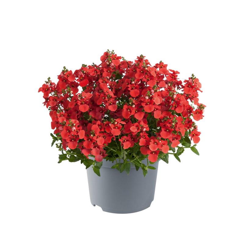 Diascja zwisająca pomarańczowa Diascia