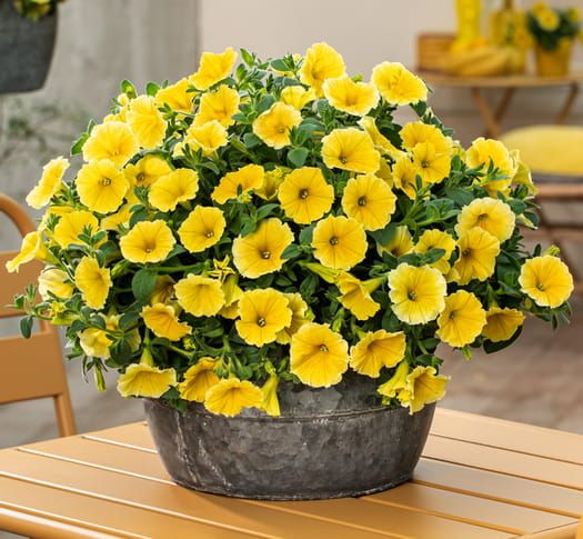 Petunia zwisająca żółta &#39;Bee’s Knees Yellow&#39; Petunia hybrida