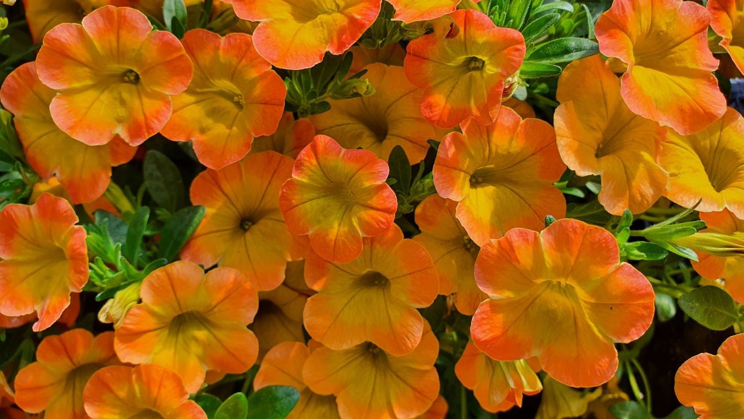 Superbells® &#39;Honey Peach&#39; Kalibrachoa, Calibrachoa