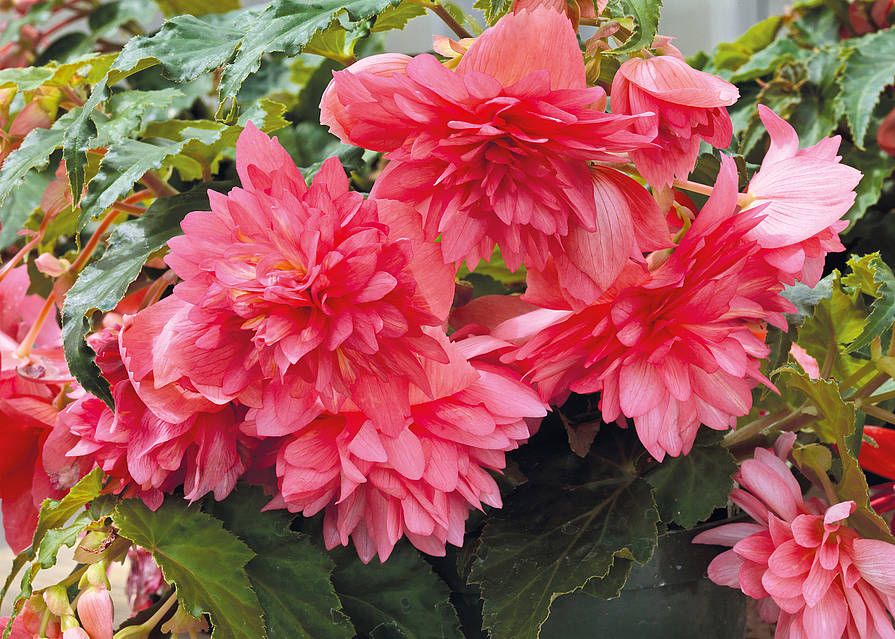 Begonia zwisająca różowa &#39;Belleconia™ Rose&#39; Begonia tuberhybrida