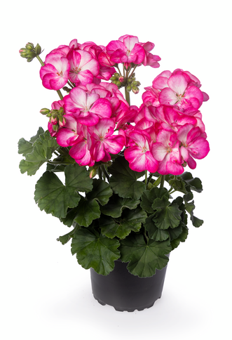 Pelargonia stojąca 'Truskawkowy Krem' Pelargonium zonale