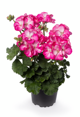 Pelargonia stojąca 'Truskawkowy Krem' Pelargonium zonale