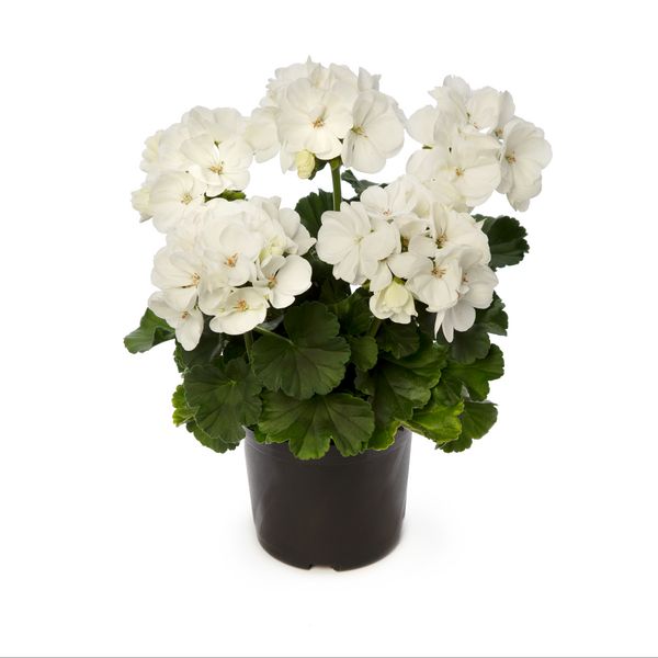 Pelargonia stojąca ciemnolistna biała Pelargonium zonale