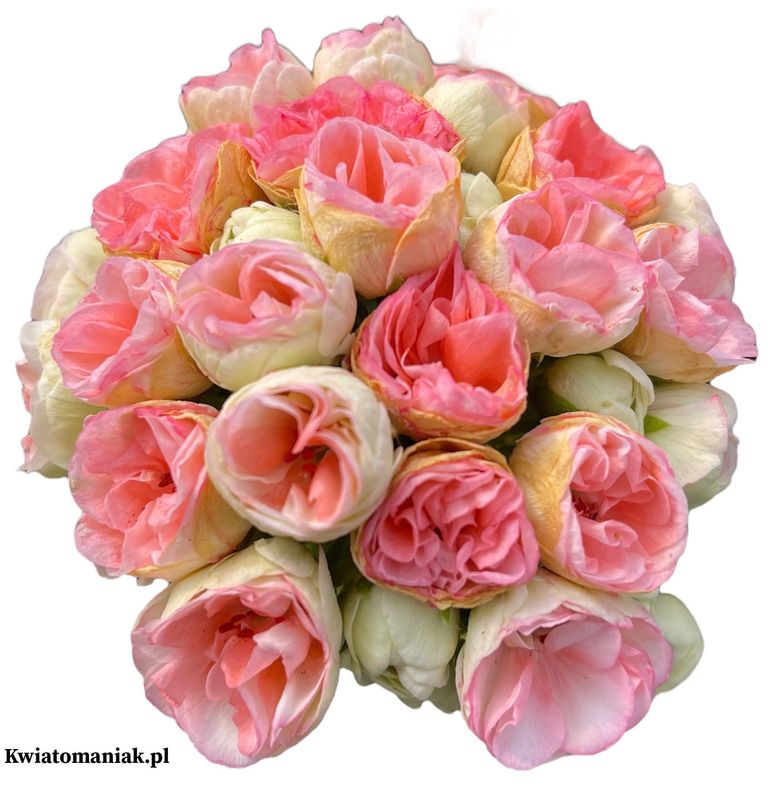 Pelargonia stojąca różana &#39;Rosebud Astrid&#39; Pelargonium zonale
