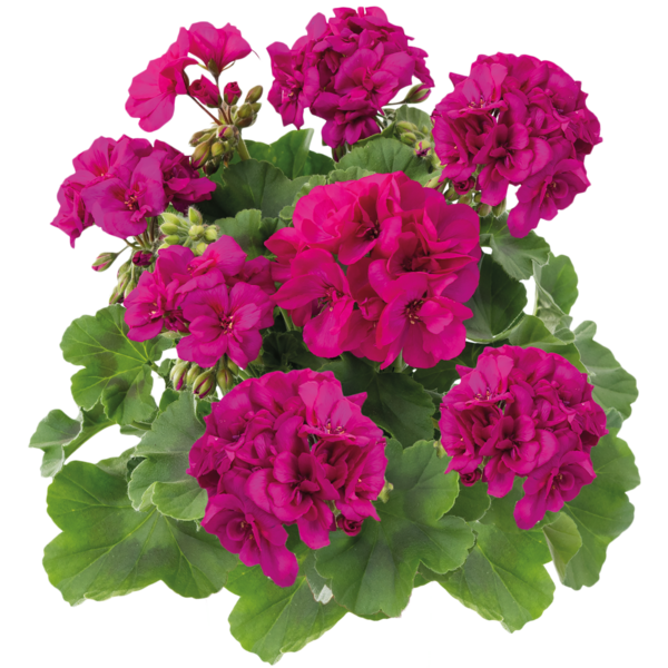 Pelargonia hybrydowa stojąca &#39;Calliope Violet&#39; Pelargonium interspecific