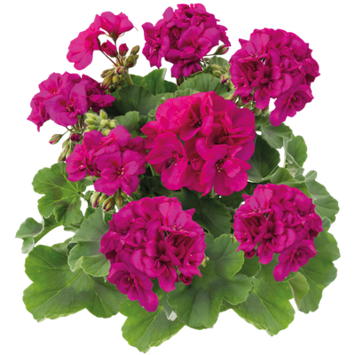 Pelargonia hybrydowa stojąca &#39;Calliope Violet&#39; Pelargonium interspecific