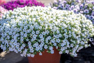 Petunia zwisająca &#39;Itsy White&#39; Petunia hybrida