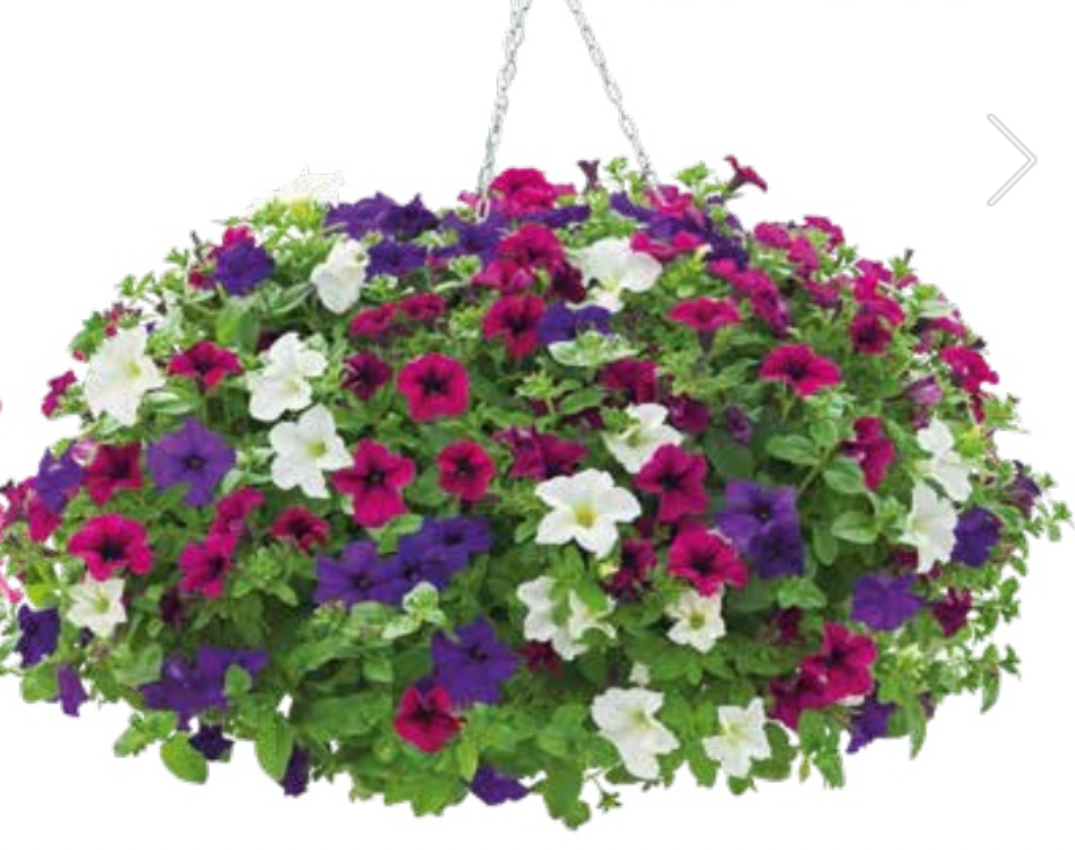 Petunia zwisająca Sara Tris w koszu ample Petunia hybrida