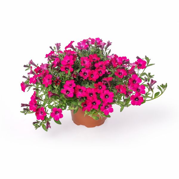 Petunia zwisająca &#39;Itsy Magenta&#39; Petunia hybrida