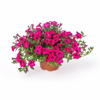 Petunia zwisająca 'Itsy Magenta' Petunia hybrida