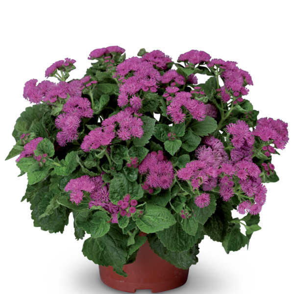 Żeniszek meksykański różowy 'Artist® Bosso Rose' Ageratum