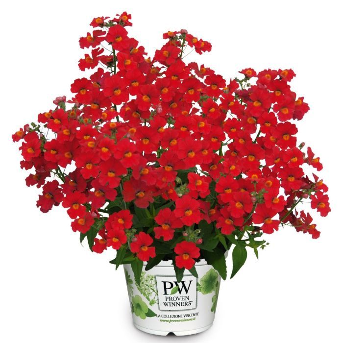 Sunsatia® zwisająca czerwona &#39;Little Cherry&#39; Nemesia