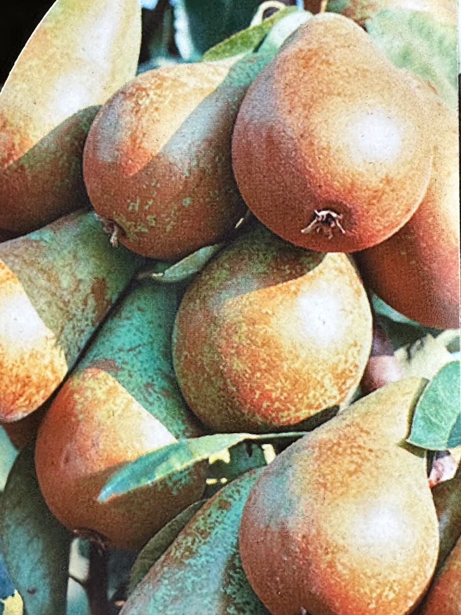 Grusza &#39;Komisówka&#39; Pyrus communis