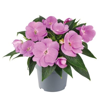 Niecierpek nowogwinejski Lawendowy