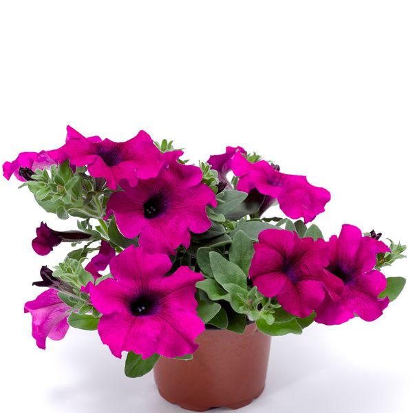 Petunia zwisająca 'Sanguna Mega Purple' Petunia hybrida