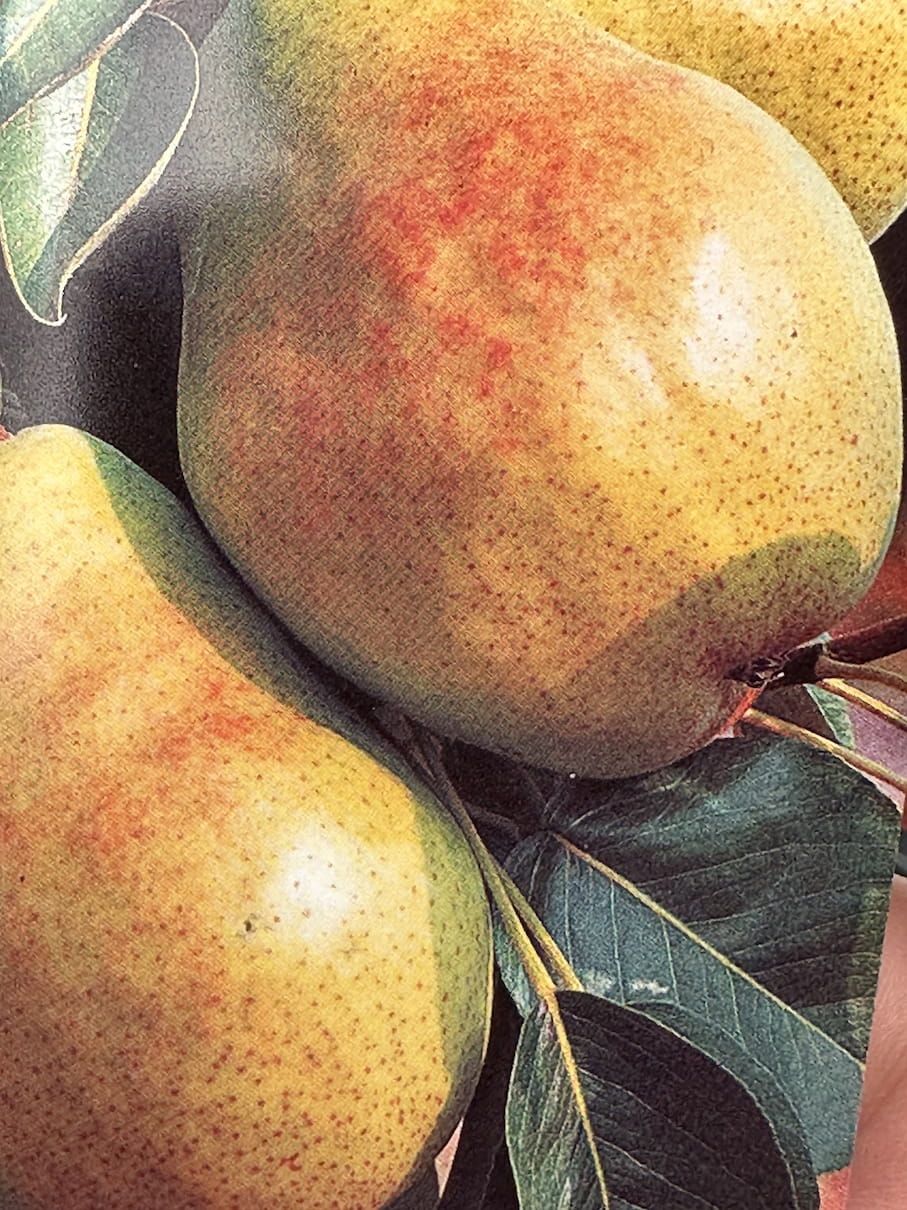 Grusza &#39;Faworytka&#39; Klapsa Pyrus communis