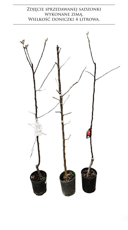 Czereśnia &#39;Kordia&#39; Prunus avium