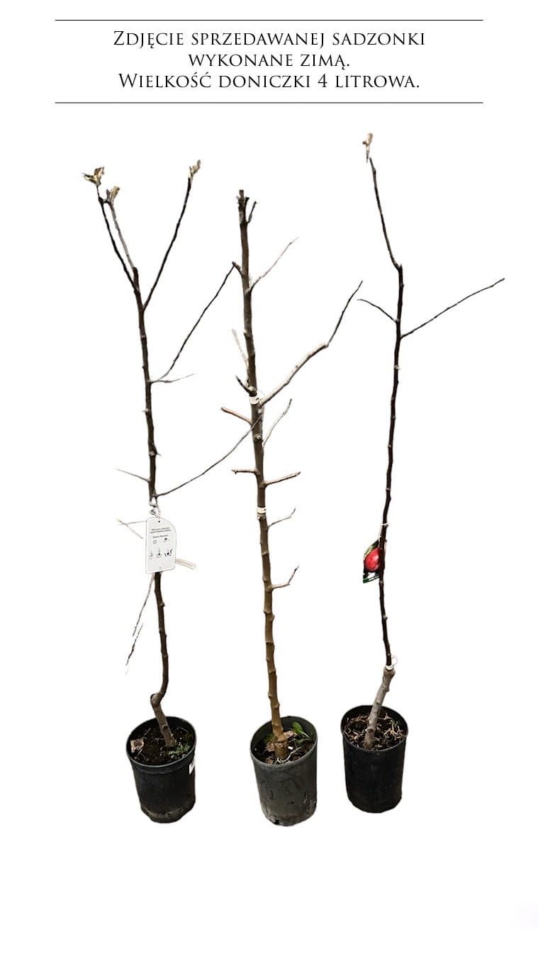 Jabłoń &#39;Idared&#39; Malus domestica