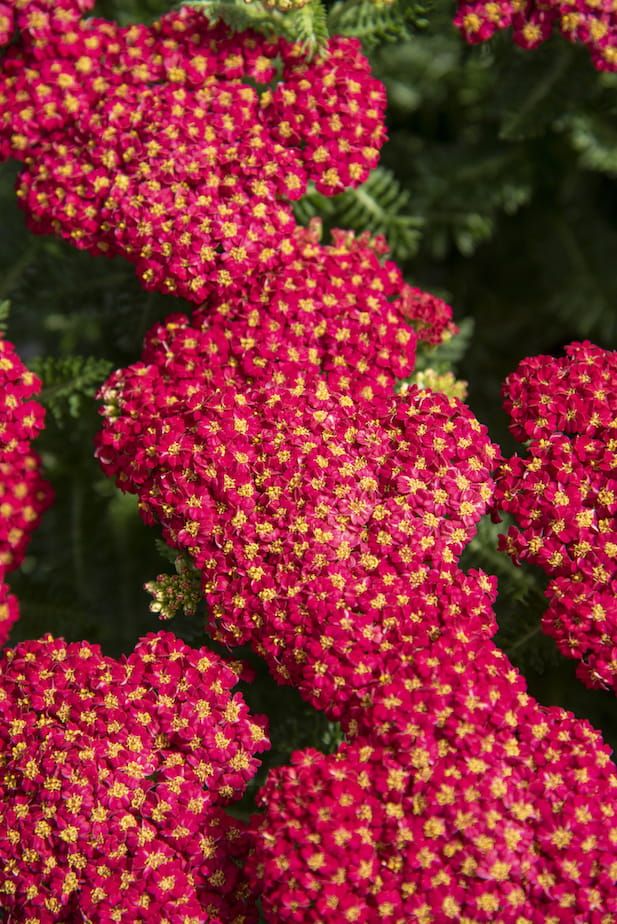 Krwawnik &#39;Skysail Fire&#39; Achillea millefolium