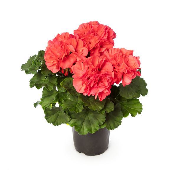 Pelargonia stojąca ciemnolistna łososiowa Pelargonium zonale
