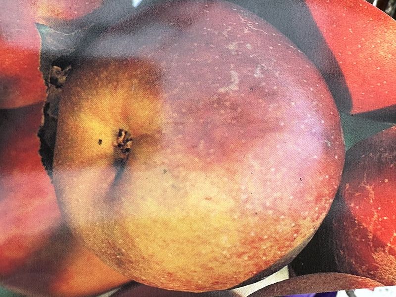 Jabłoń &#39;Red Boskop&#39; Malus domestica