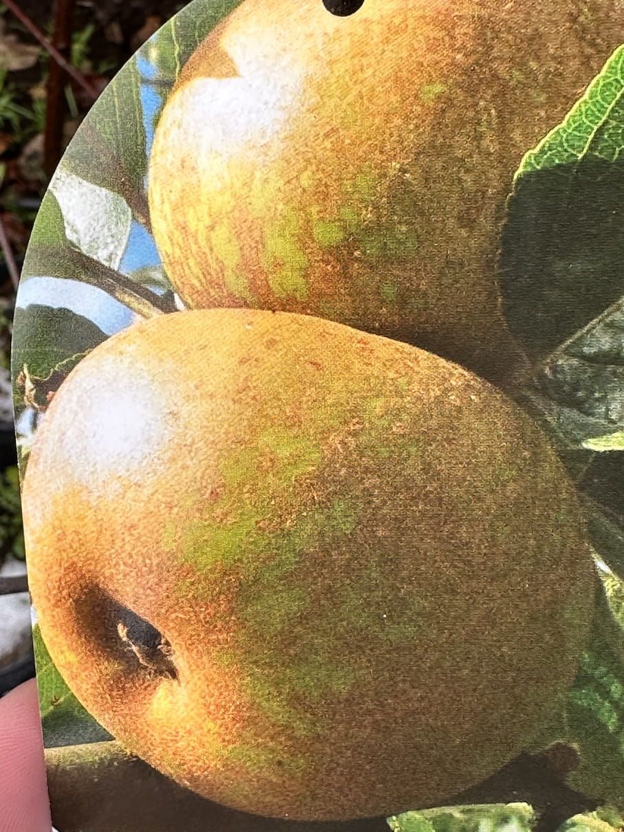 Jabłoń &#39;Szara Reneta&#39; Malus domestica