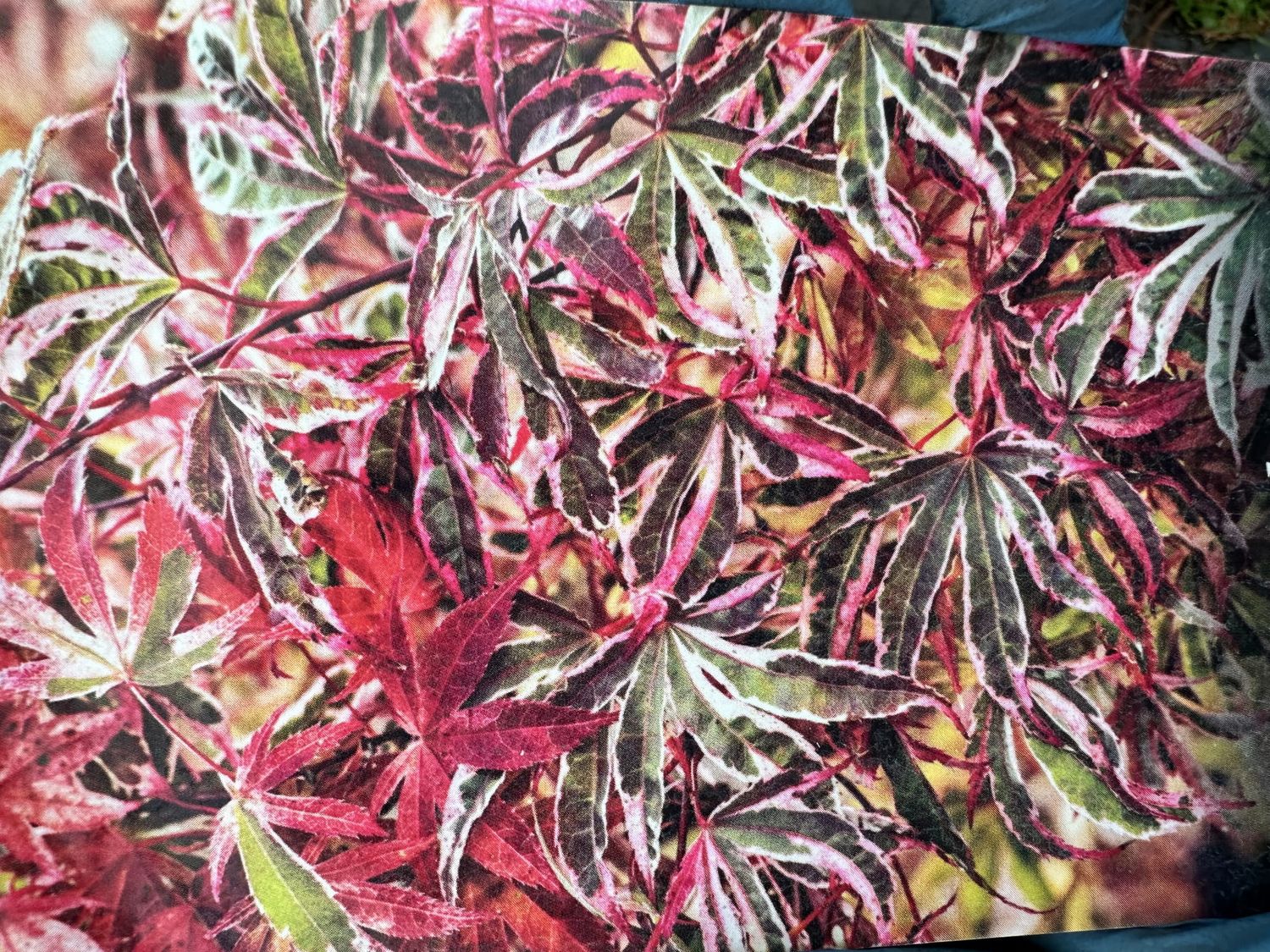 Klon palmowy na pniu &#39;Shirazz Variegated&#39; Acer palmatum