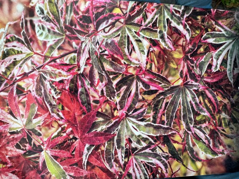 Klon palmowy na pniu &#39;Shirazz Variegated&#39; Acer palmatum