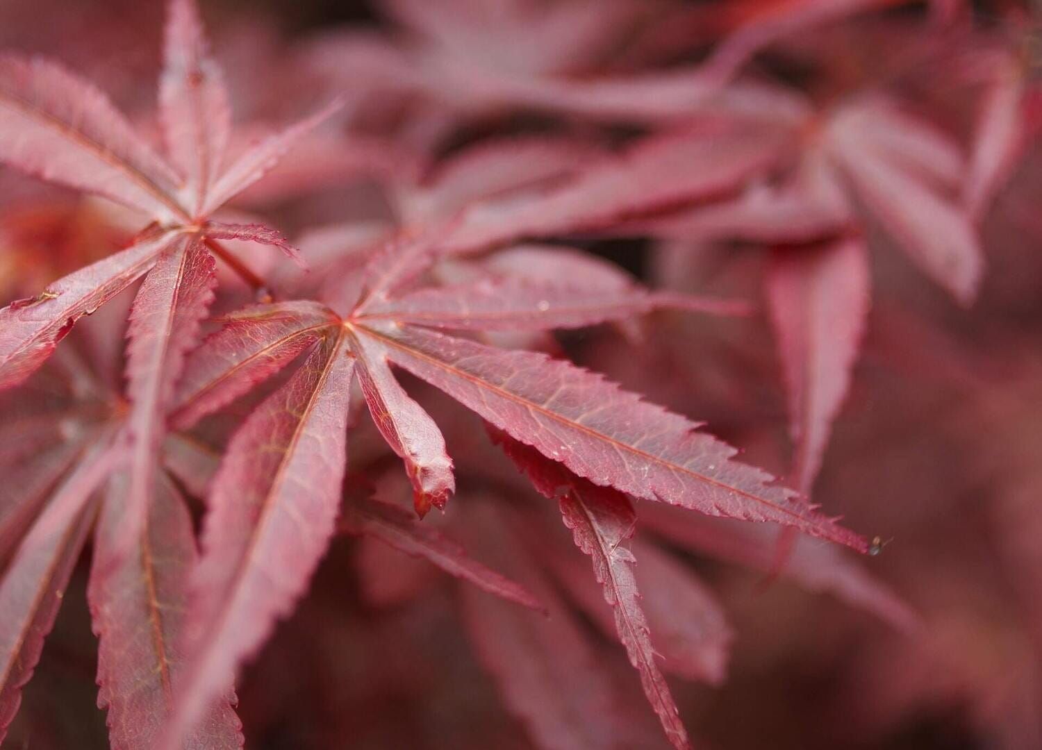 Klon palmowy na pniu szczepiony &#39;Tamukeyama&#39; Acer palmatum