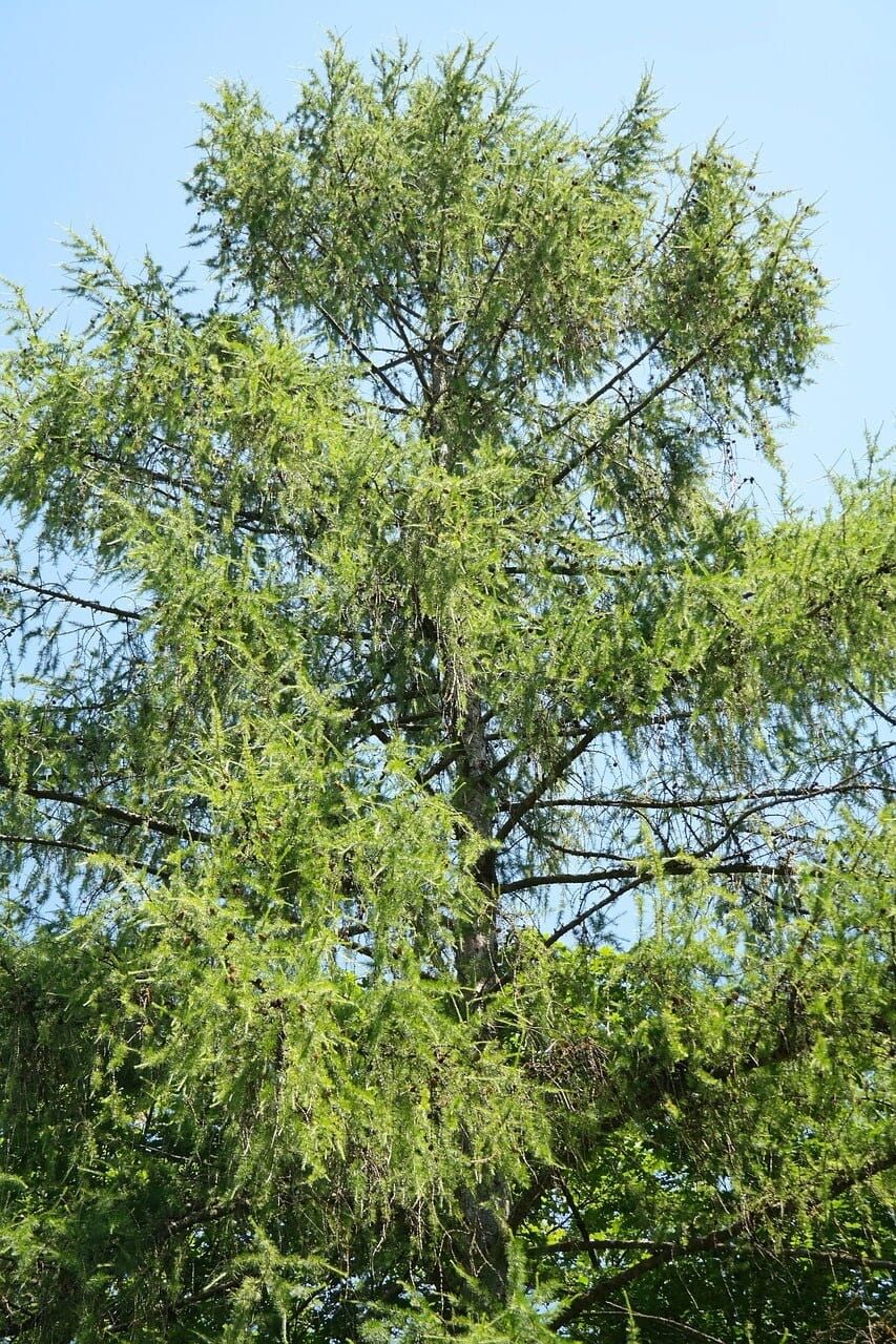 Modrzew europejski Larix decidua