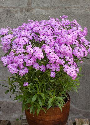 Floks 'Forever Pink' Phlox x hybrida