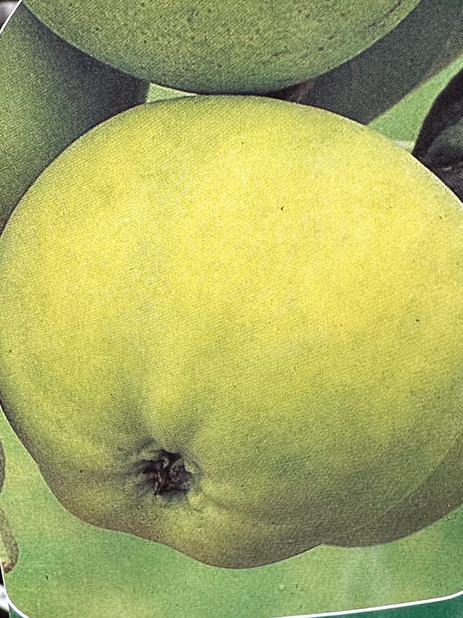 Jabłoń &#39;Kosztela&#39; Jabłonka sadzonka w doniczce