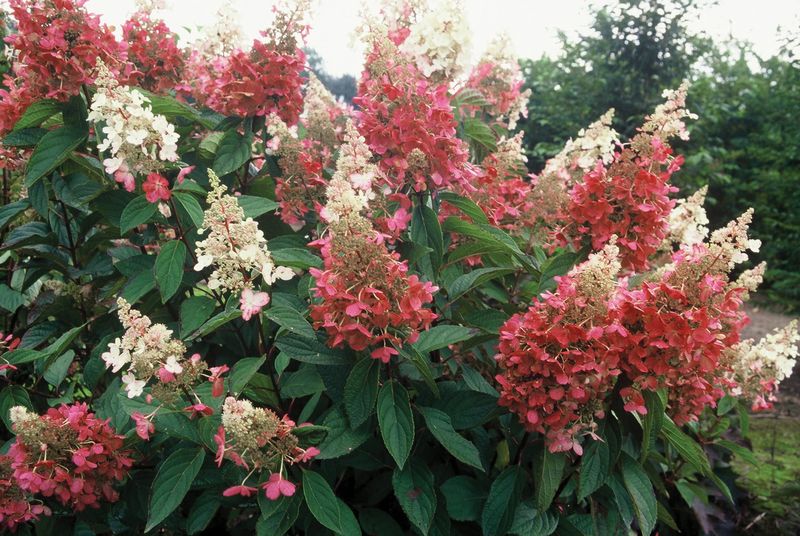 Hortensja bukietowa &#39;Pinky Winky&#39; Hydrangea paniculata