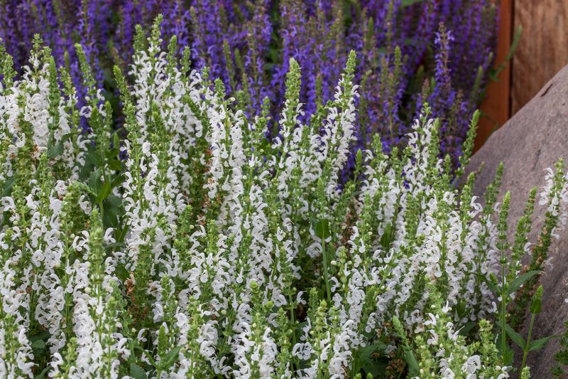 Szałwia omszona &#39;Bordeau White&#39; Salvia nemorosa