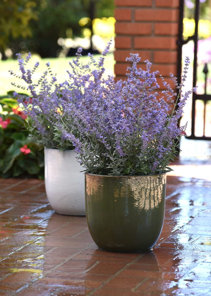 Perowskia łobodolistna &#39;Bluesette&#39; Perovskia atriplicifolia
