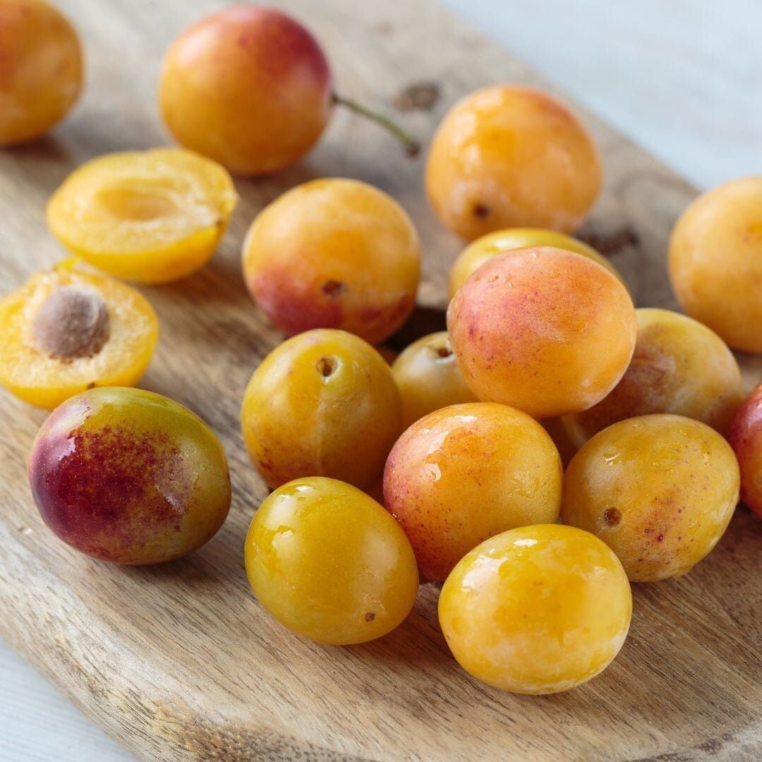Śliwa śliwka &#39;Mirabelka z Nancy&#39; Prunus domestica
