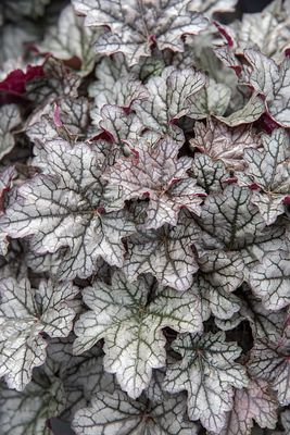 Żurawka &#39;World Caffé™ Corretto&#39; Heuchera