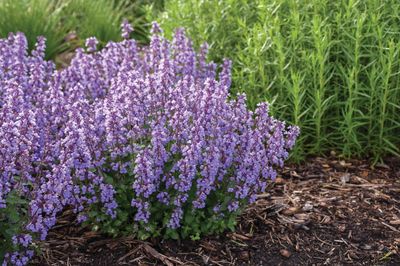 Kocimiętka &#39;Cat’s Pajamas Blue&#39; Nepeta faassenii