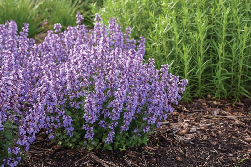 Kocimiętka &#39;Cat’s Pajamas Blue&#39; Nepeta faassenii