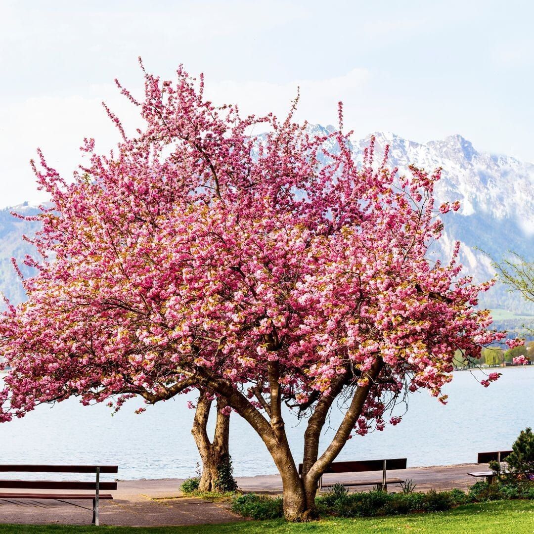 Wiśnia piłkowana na pniu &#39;Kanzan&#39; Prunus serrulata