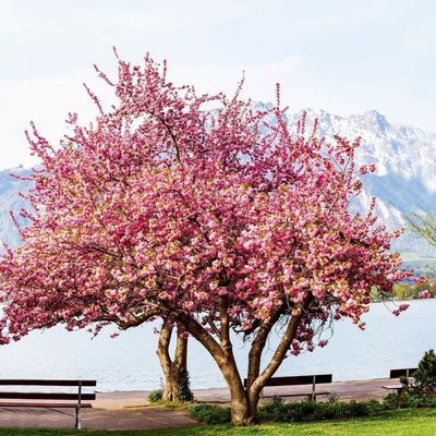 Wiśnia piłkowana na pniu &#39;Kanzan&#39; Prunus serrulata