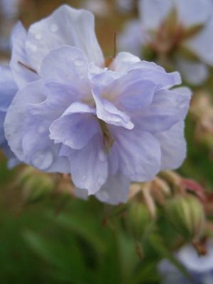 Bodziszek &#39;Cloud Nine&#39; Geranium pratense